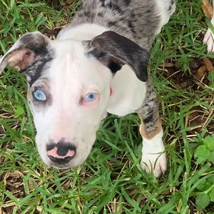 Meet your Posher, Bill